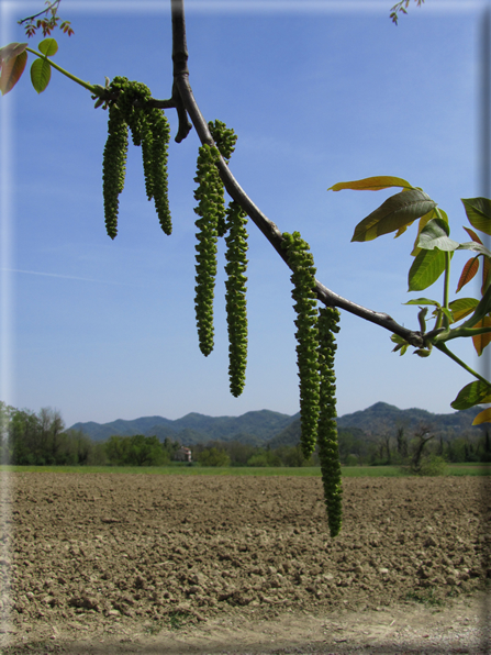 foto Paesaggi Collinari in Primavera